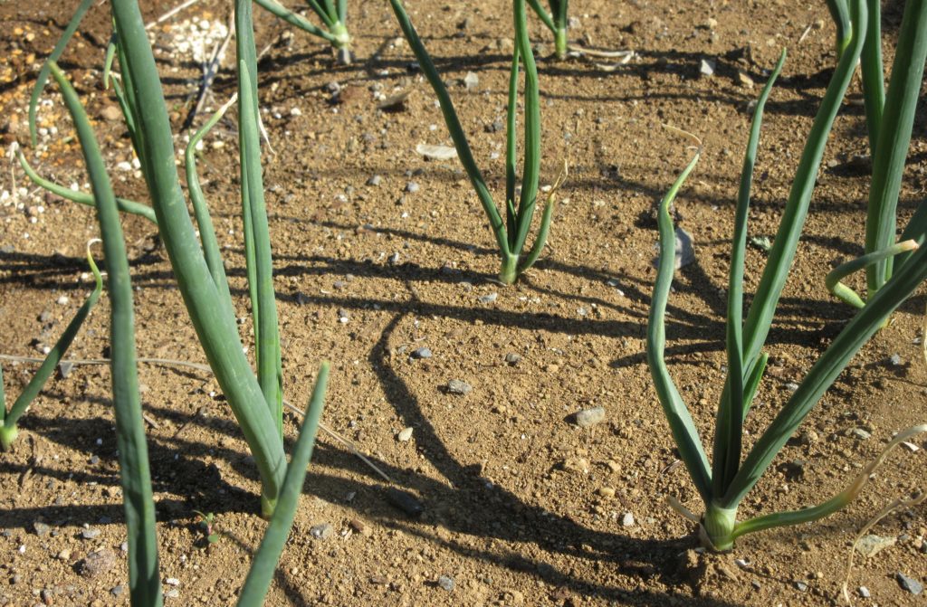 タマネギ栽培0314