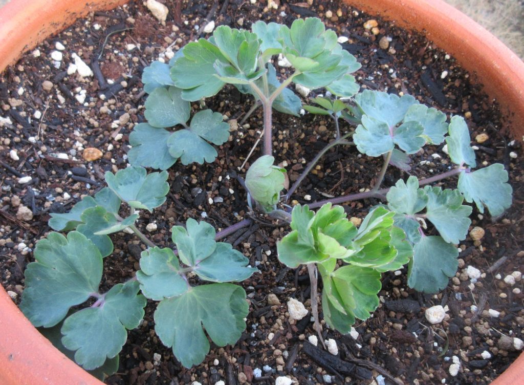 西洋オダマキ ダブルプリーツブラックベリー0314