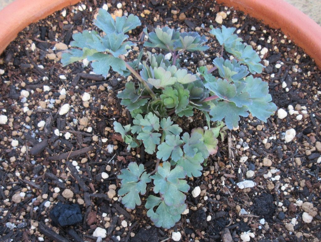 西洋オダマキ　ピンクランタン0314