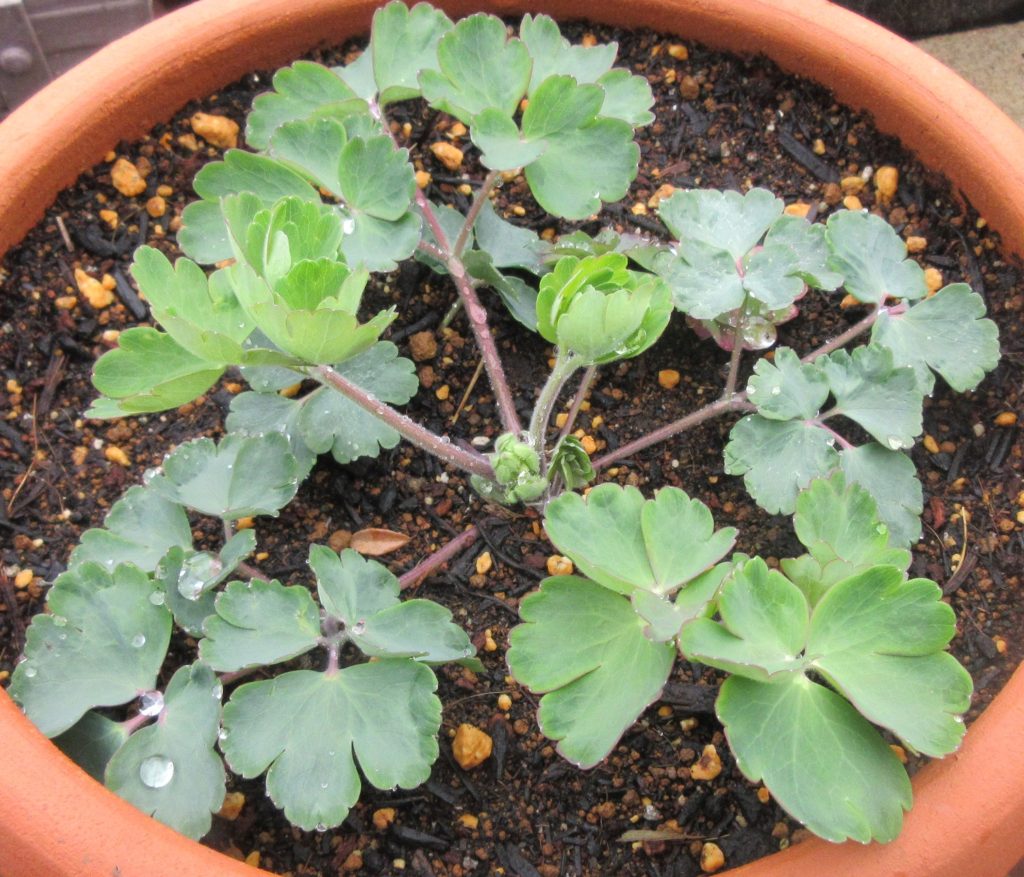 西洋オダマキ ダブルプリーツブラックベリー0321