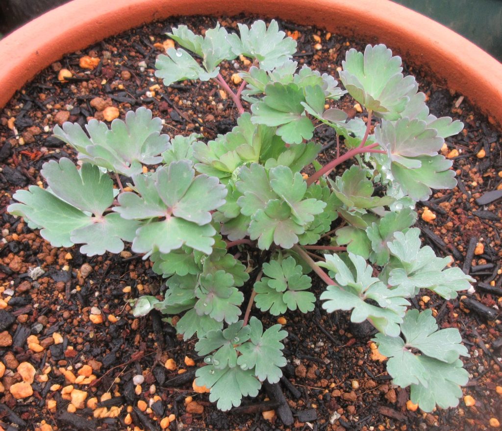 西洋オダマキ　ピンクランタン0321