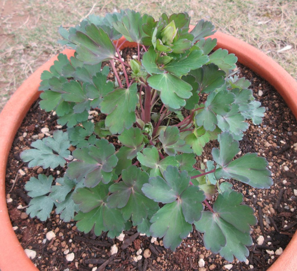 西洋オダマキ　ピンクランタン0328