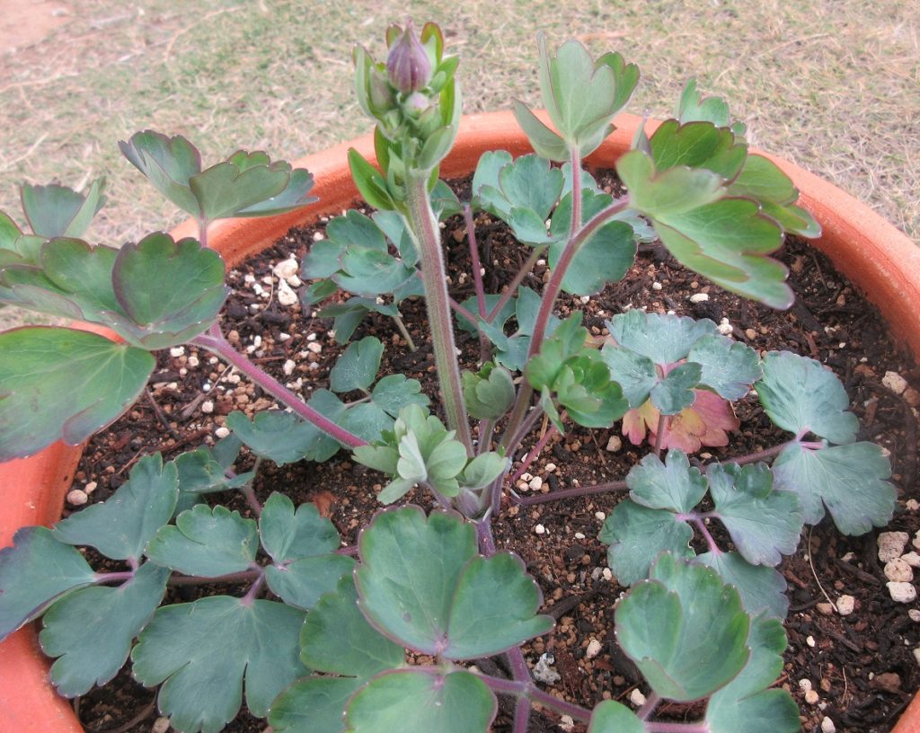 西洋オダマキ ダブルプリーツブラックベリー0328