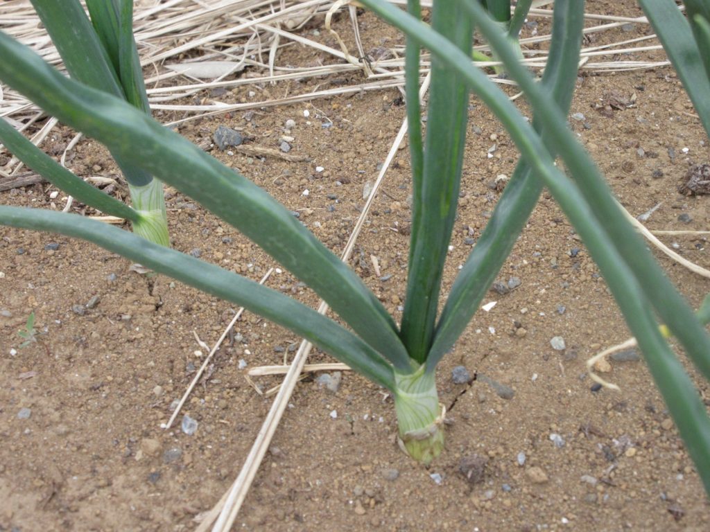 タマネギ栽培0328