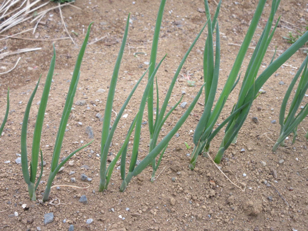 葉ネギ　0328