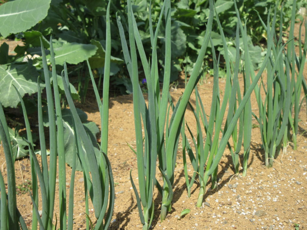 葉ネギ　0404