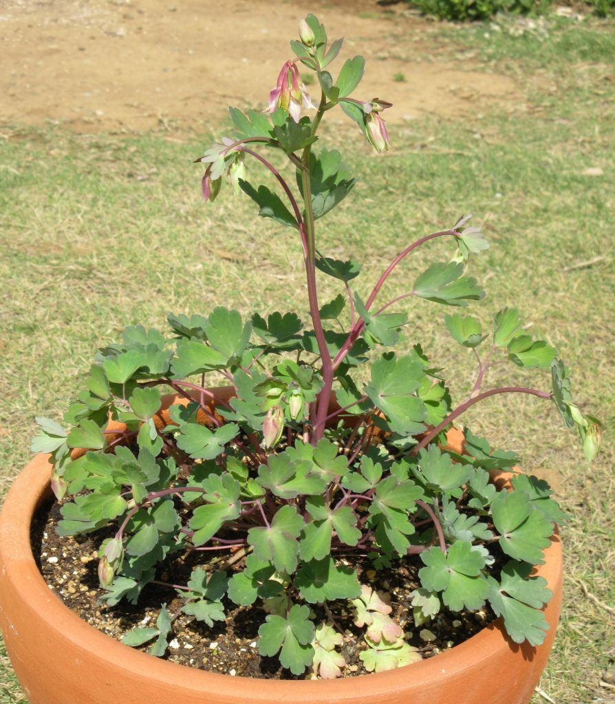 西洋オダマキ　ピンクランタン0404