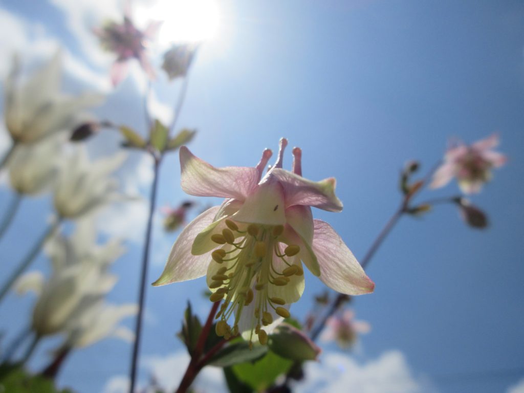 西洋オダマキ　ピンクランタン　開花