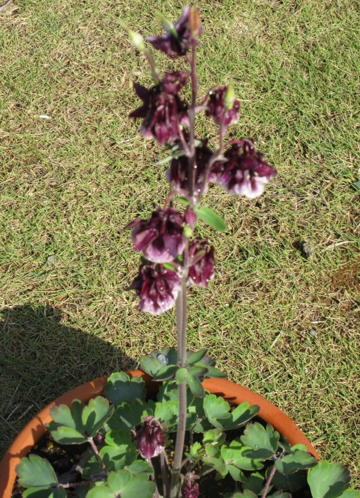 西洋オダマキ ダブルプリーツブラックベリー0418