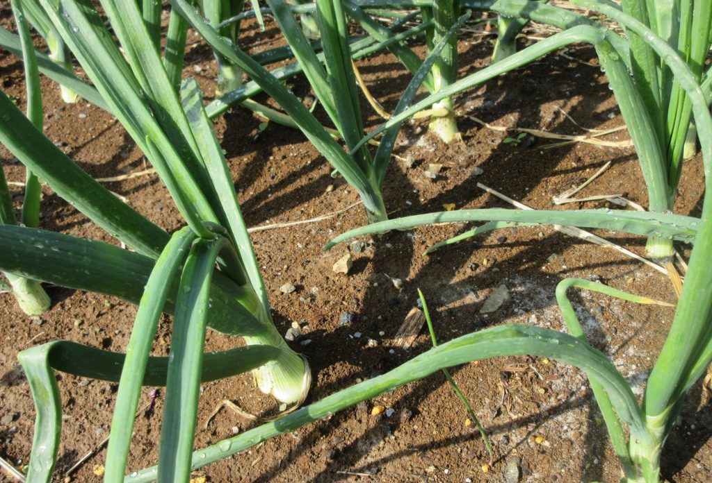 タマネギ栽培0418