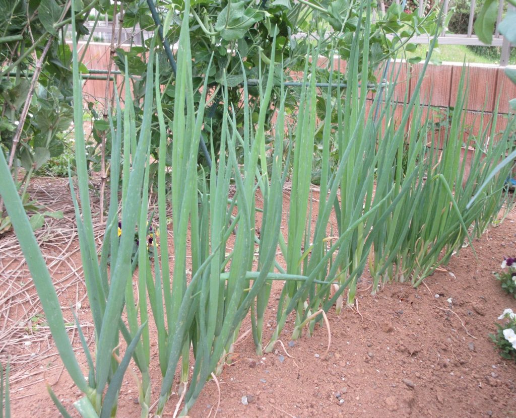 葉ネギ　収穫サイズ