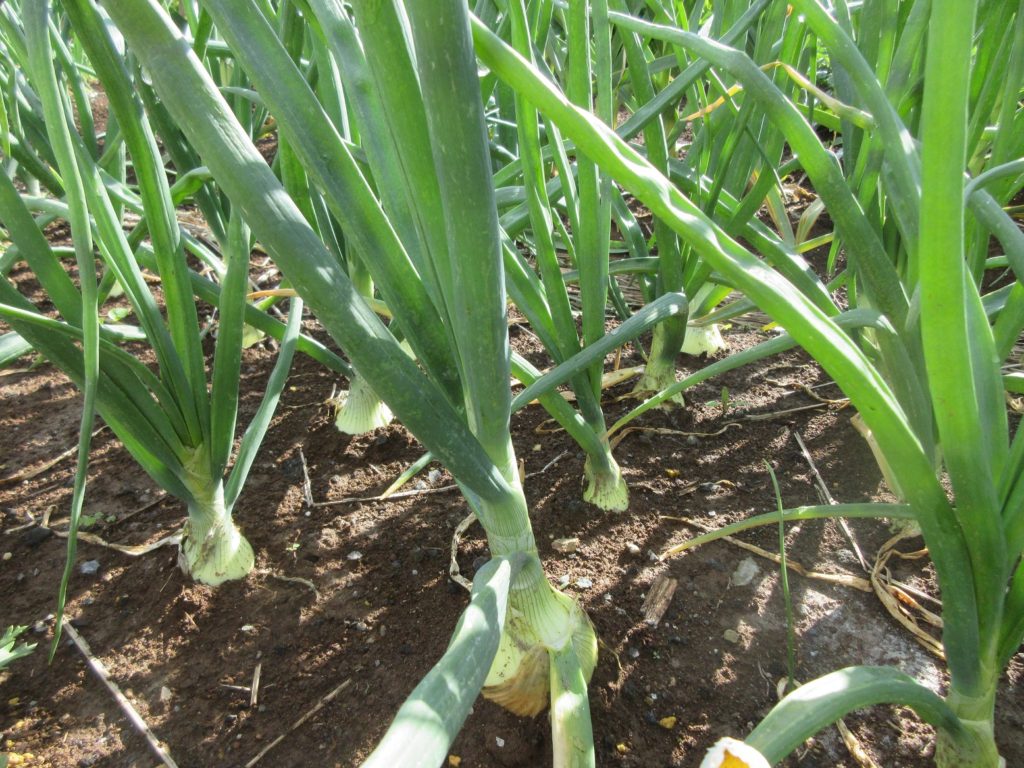 タマネギ　収穫直前