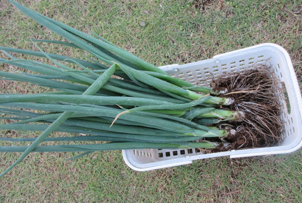 葉ネギ　収穫