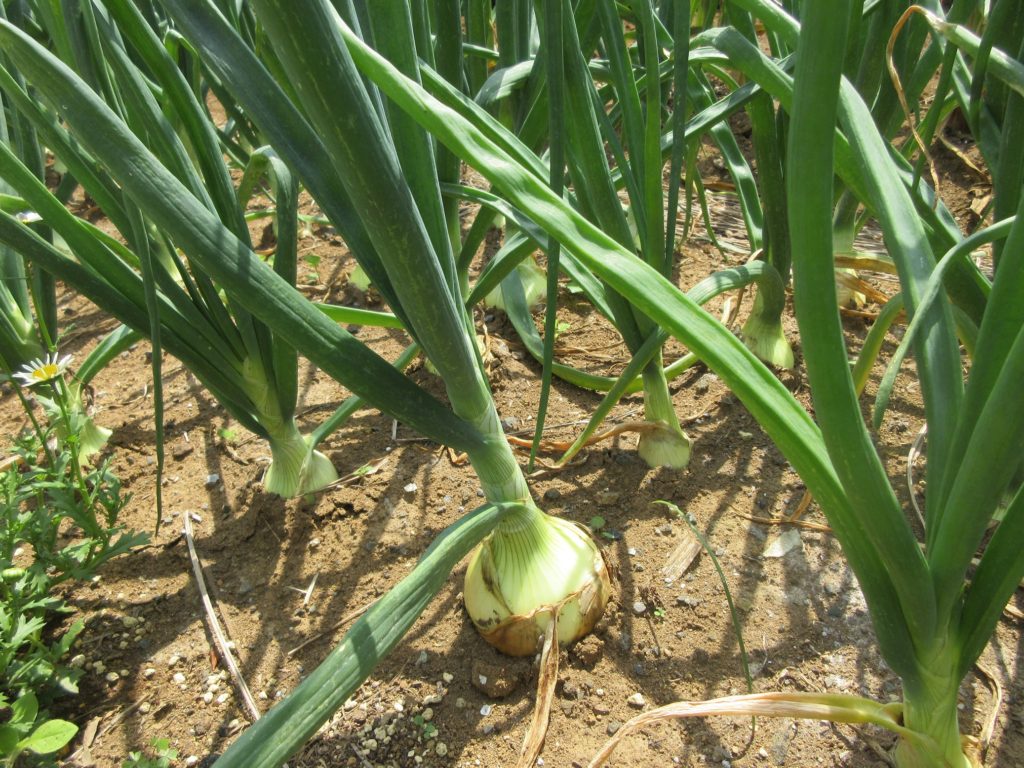 タマネギ　収穫前