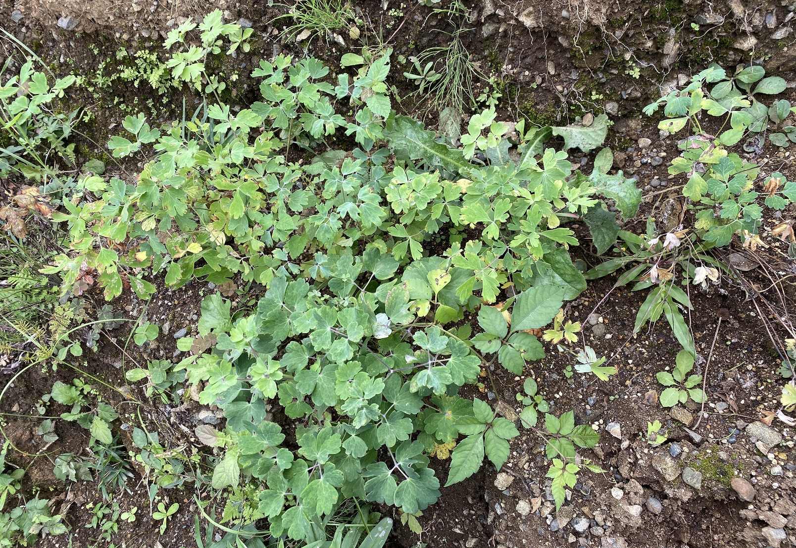 西洋オダマキ　0920