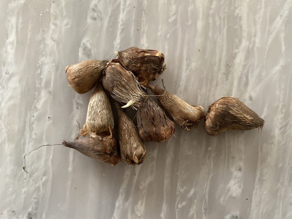 フリージア　球根