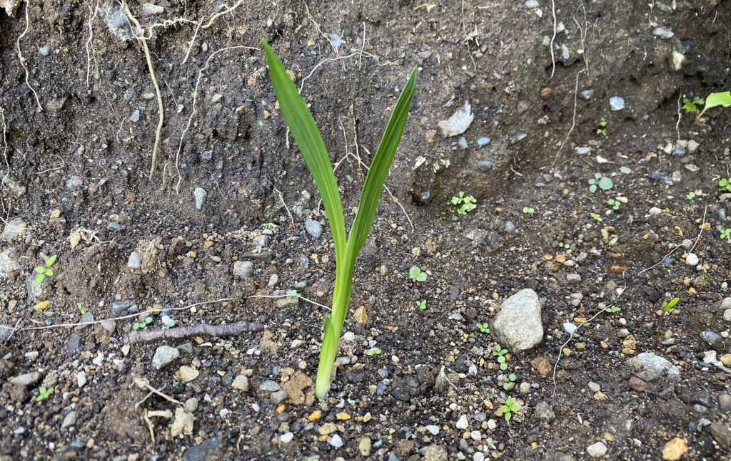 フリージア　葉二枚目