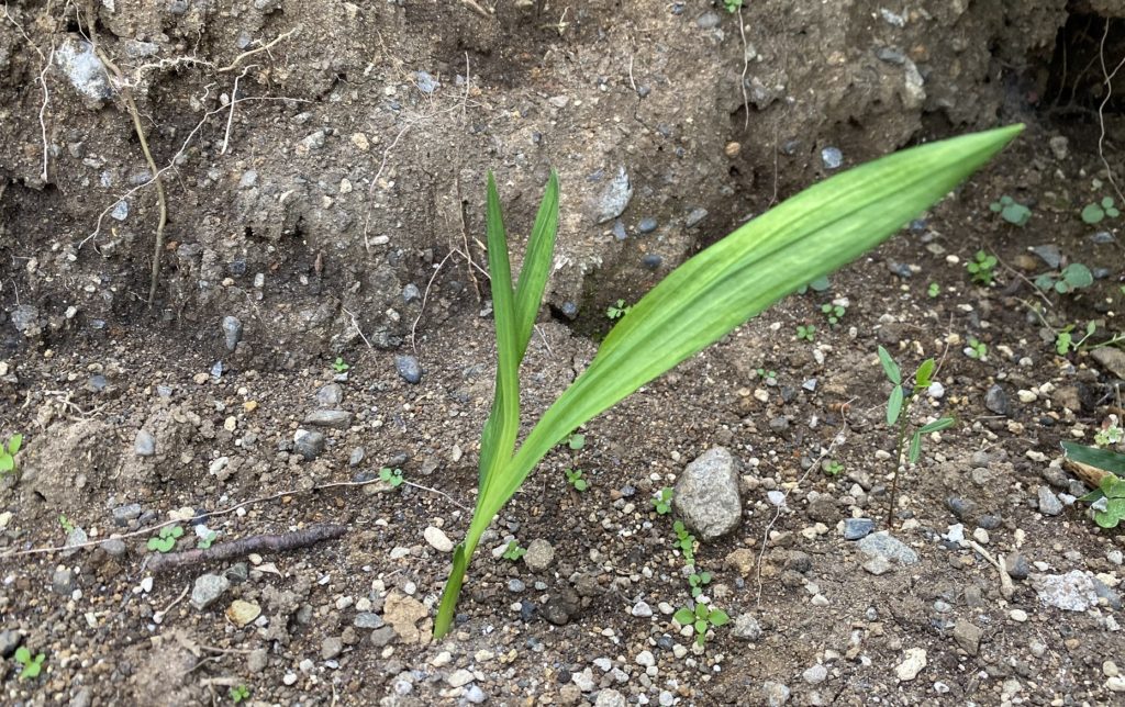 フリージア　葉３枚目