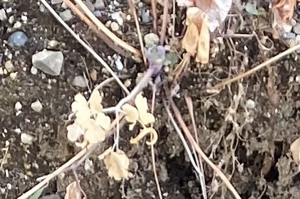 西洋オダマキ　0131