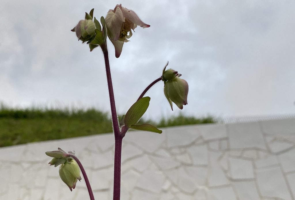 アキレギア　マッカナジャイアント　つぼみ開く