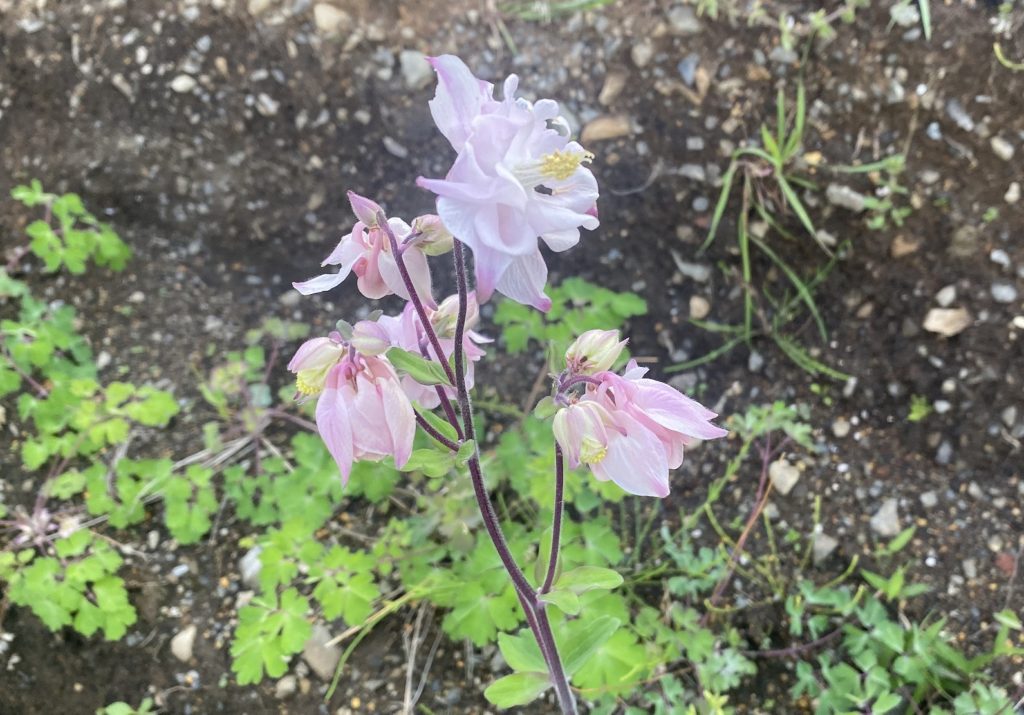 アキレギア　マッカナジャイアント　開花