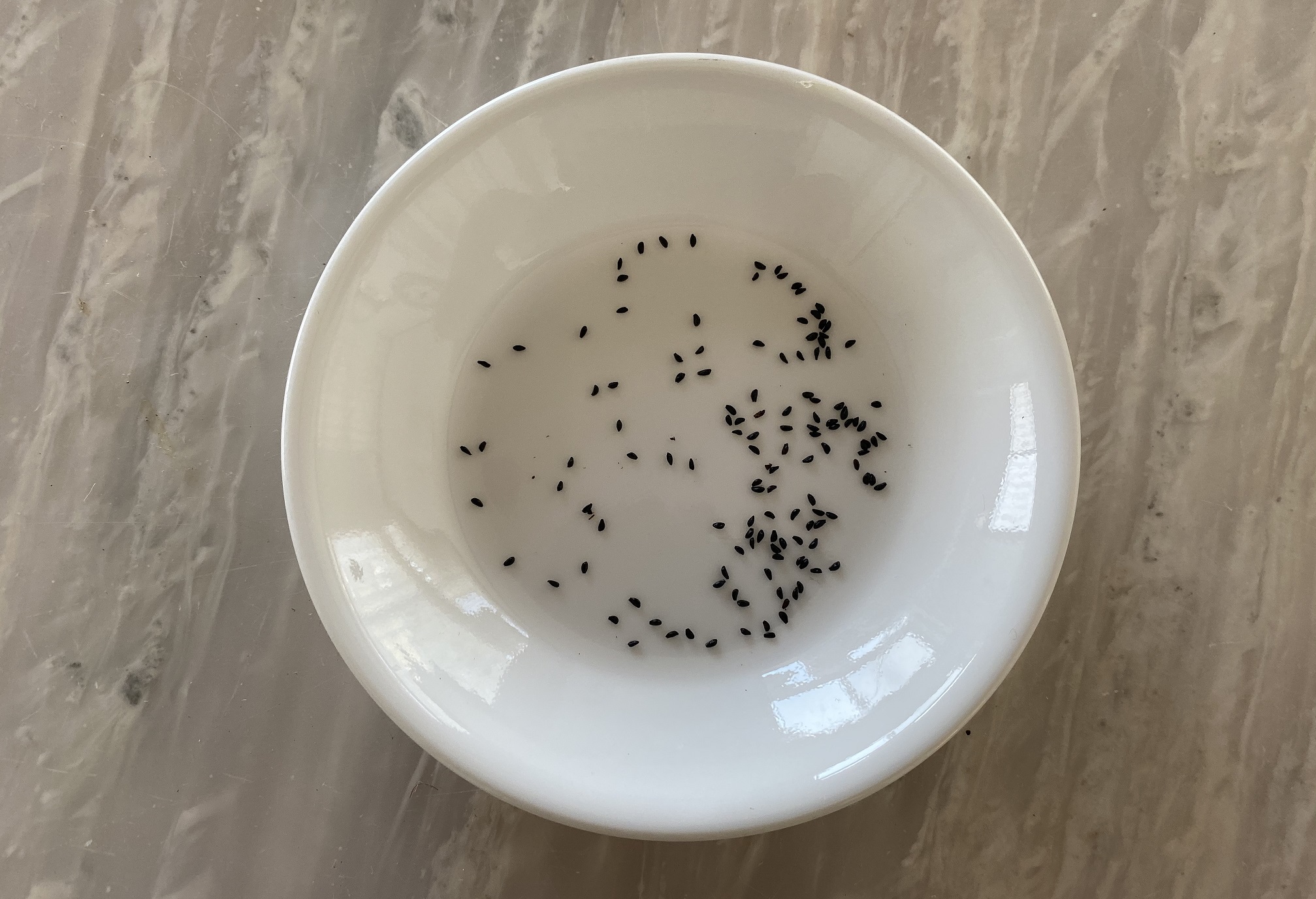 西洋オダマキ　種