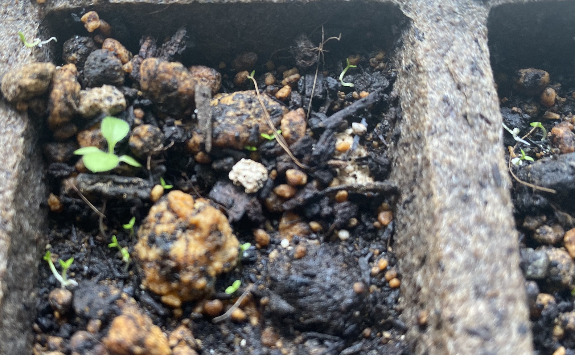 西洋オダマキ　発芽