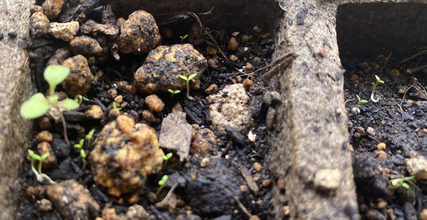 西洋オダマキ　双葉