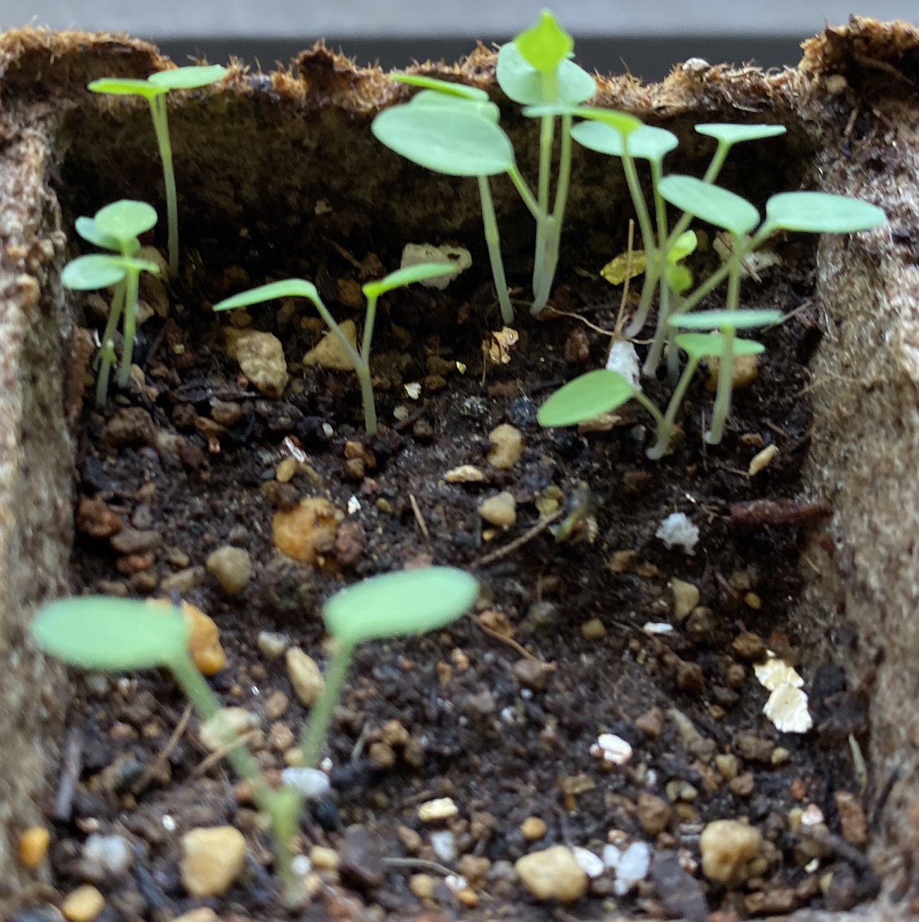 西洋オダマキ　V双葉