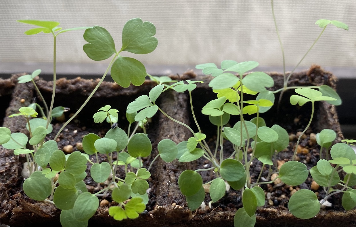 西洋オダマキ本葉　クローバー風
