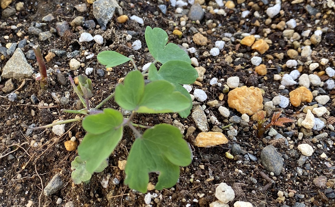 西洋オダマキ　地植え