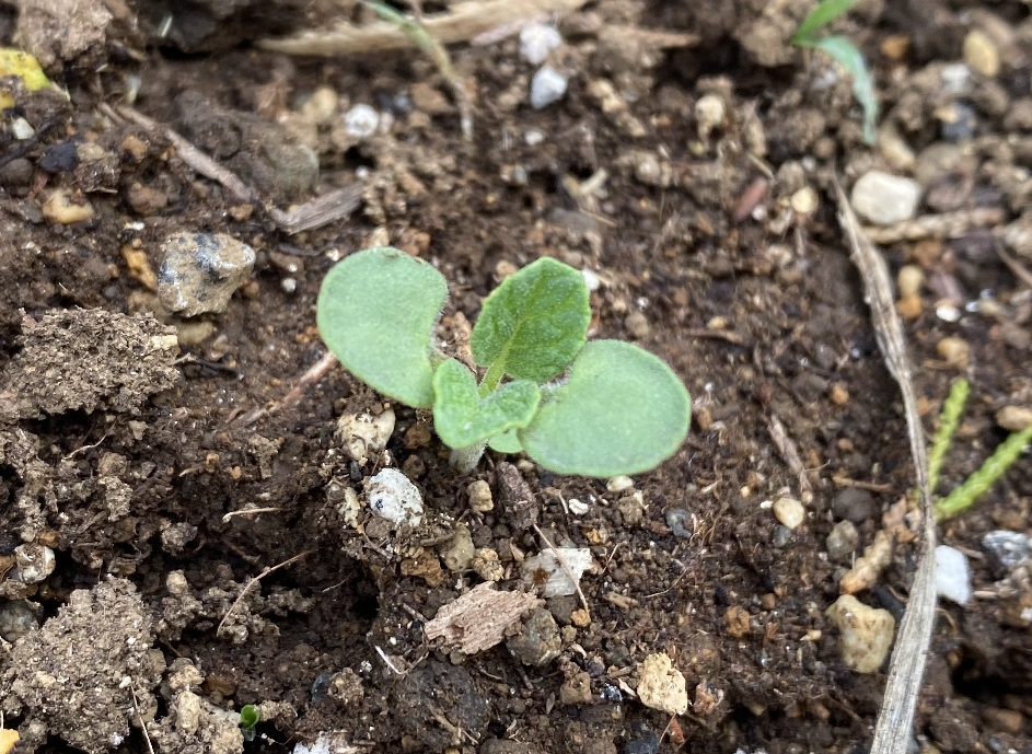 セージ　本葉発芽