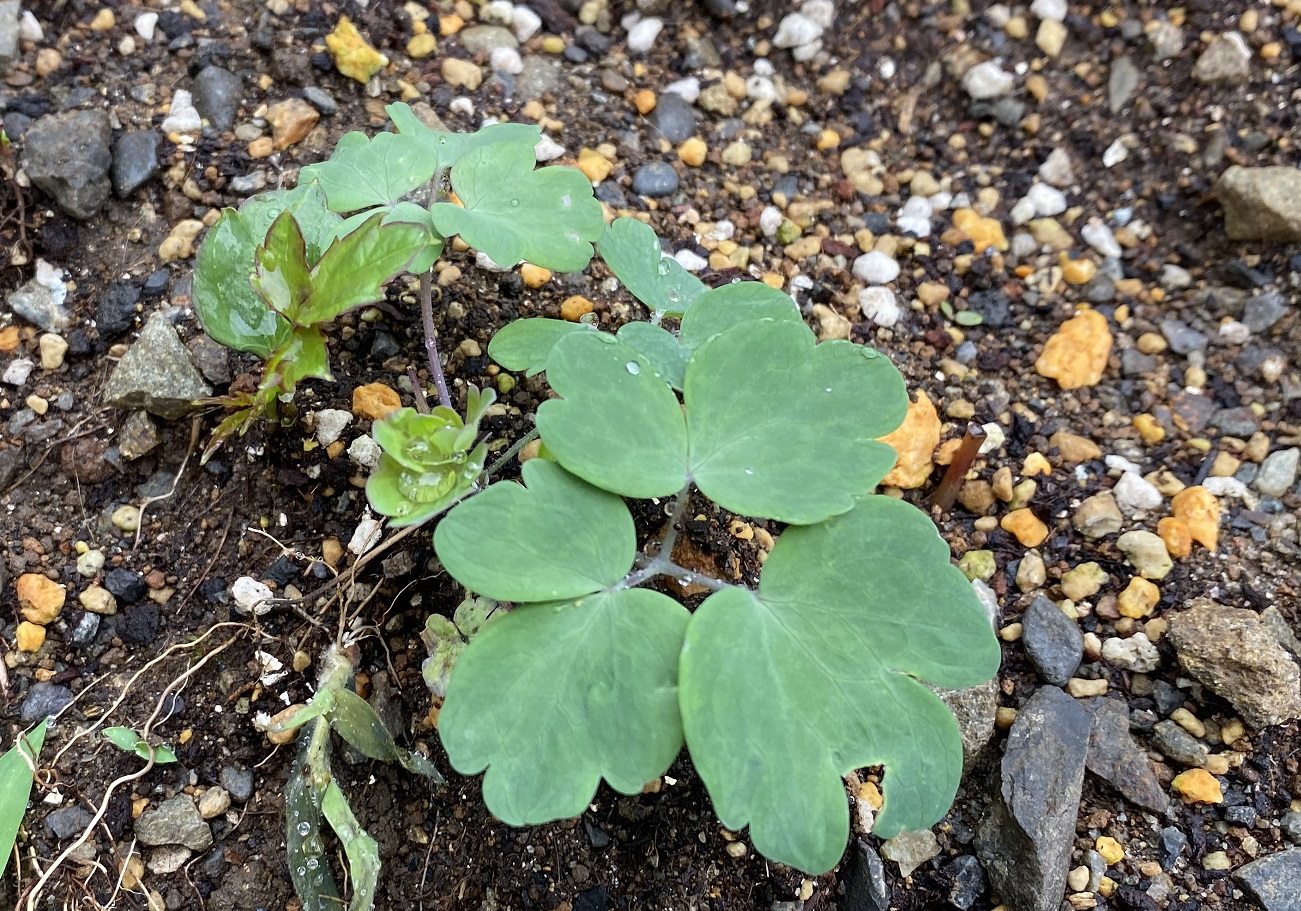 西洋オダマキ　地植え定着