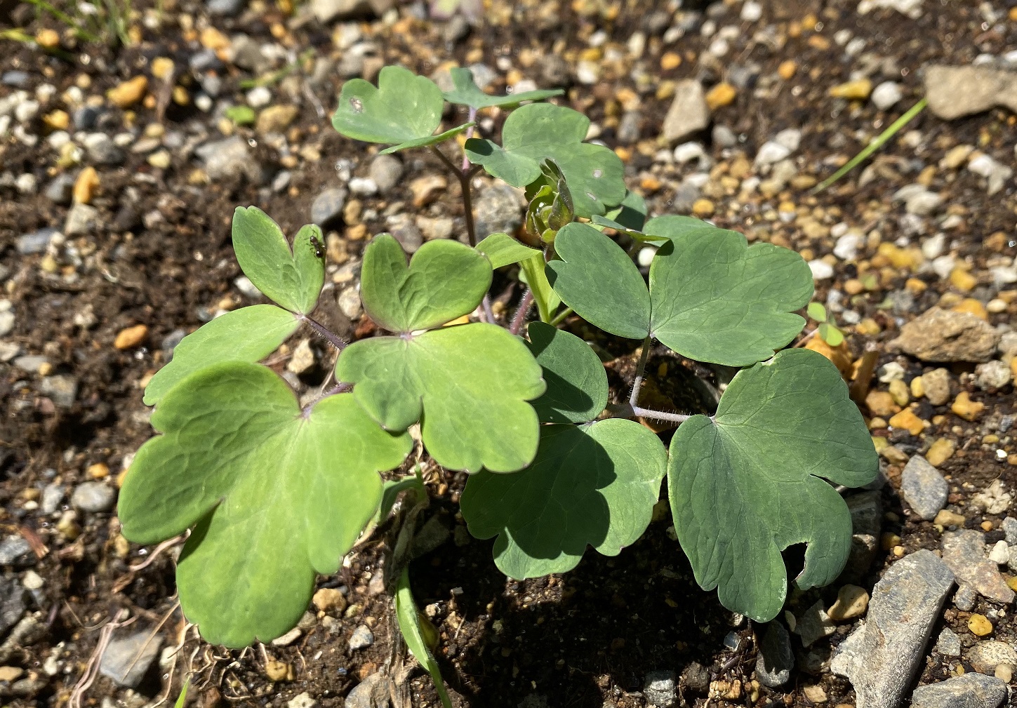 西洋オダマキ　0620