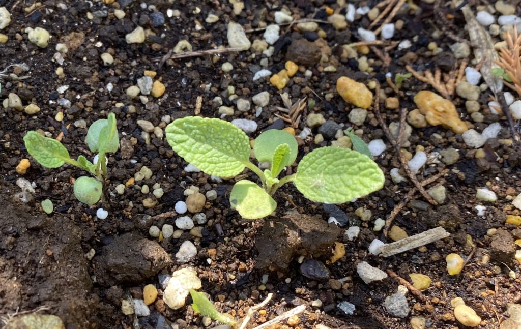 セージ　葉の成長