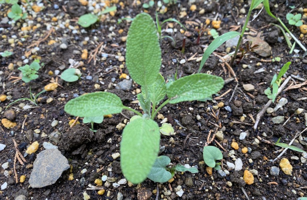 セージ　本葉６枚