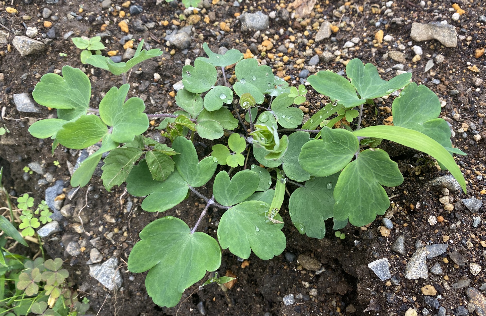 西洋オダマキ　0704