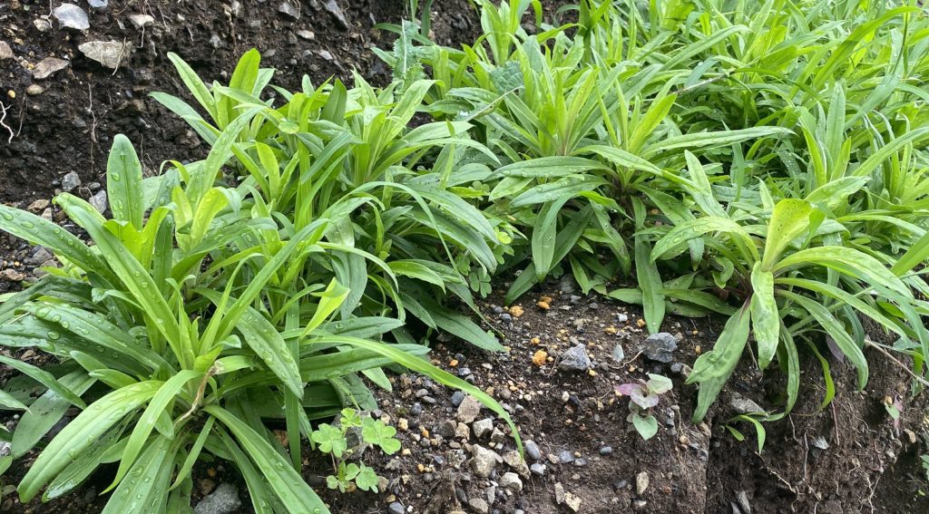 美女なでしこ070502