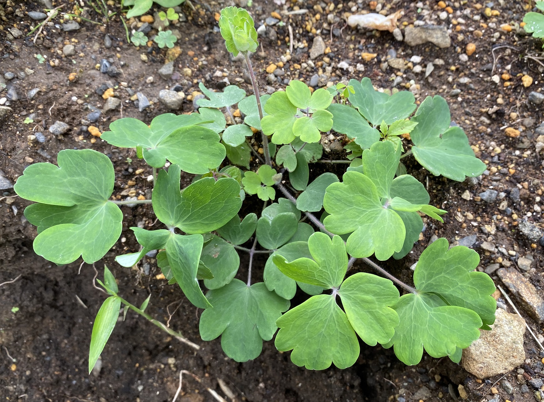 西洋オダマキ　0712