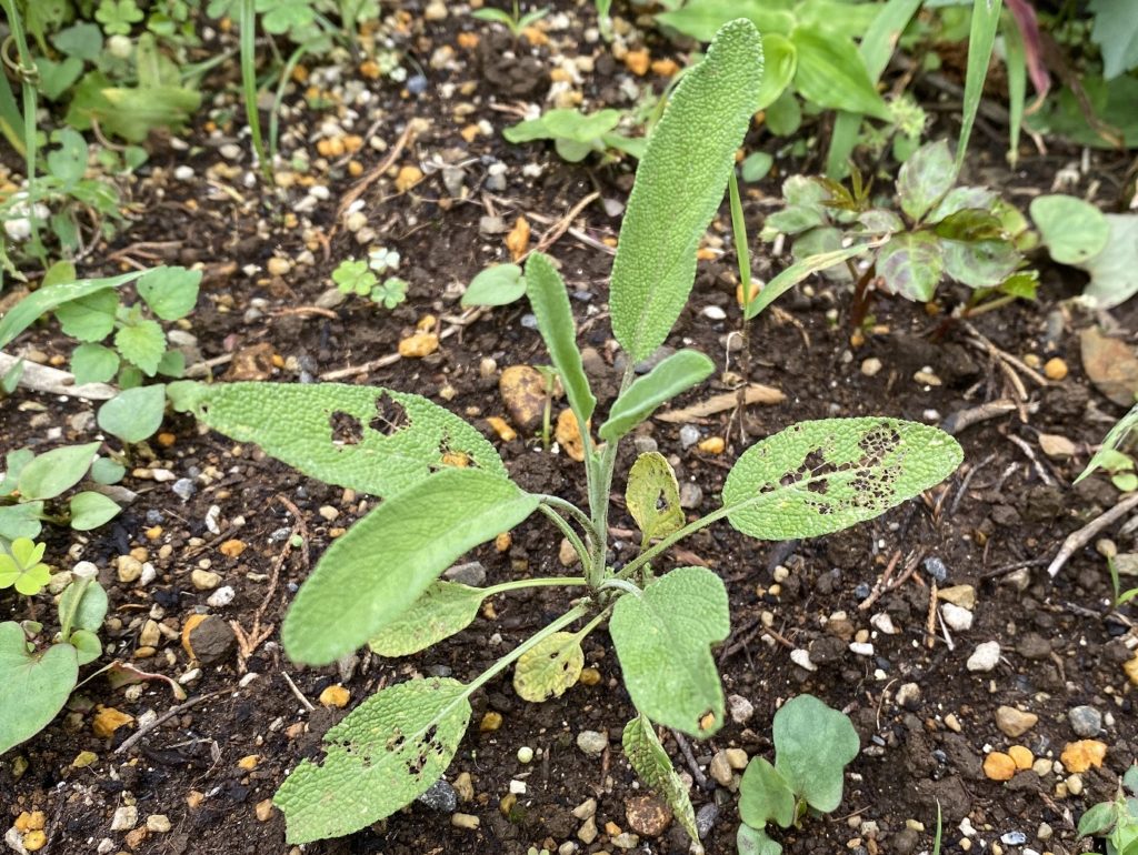 セージ0712差し替えザッキー