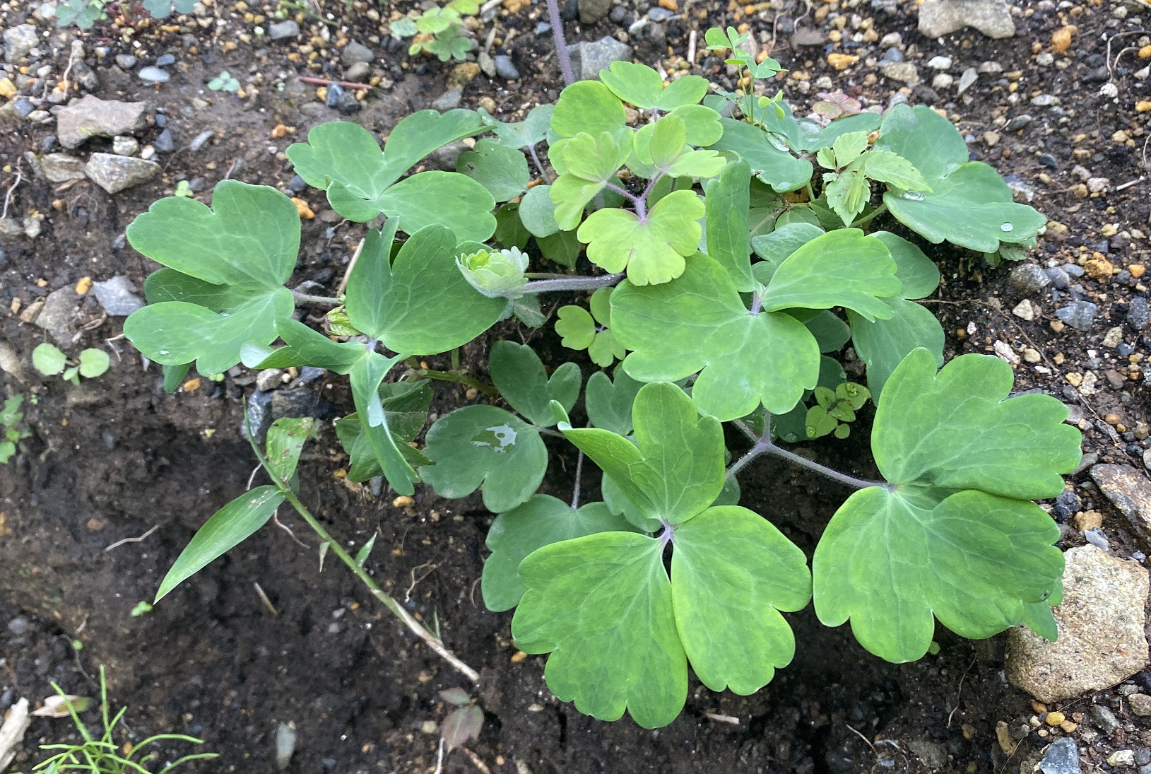 西洋オダマキ　0719