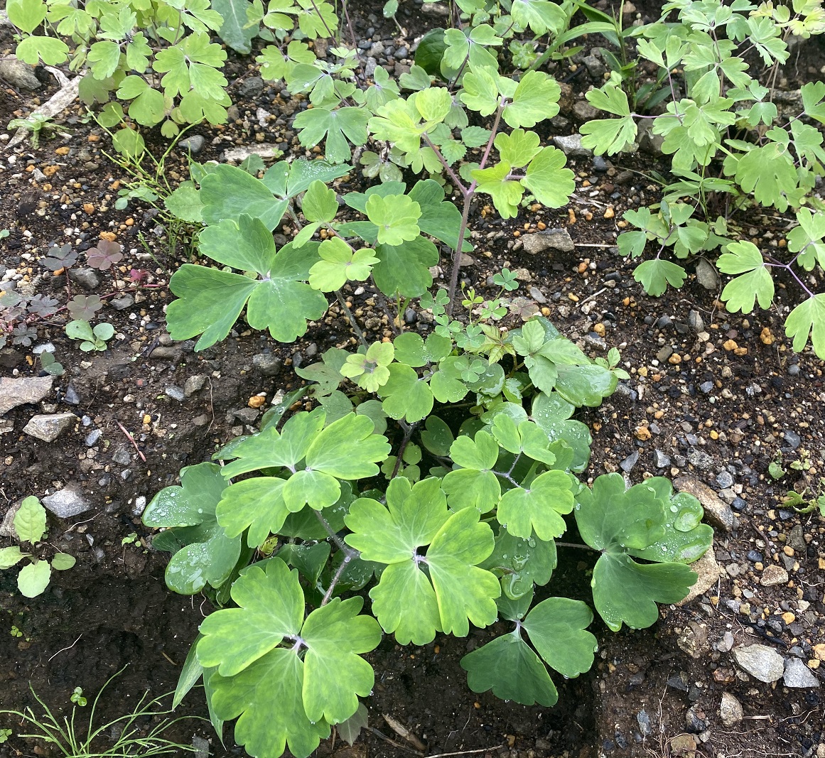 西洋オダマキ　0726