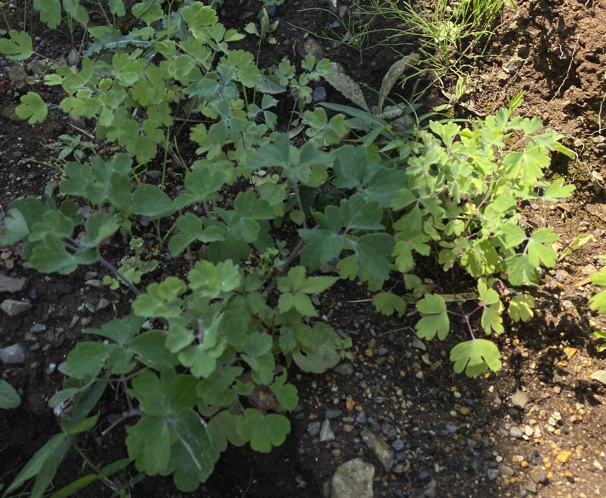 西洋オダマキ　0815