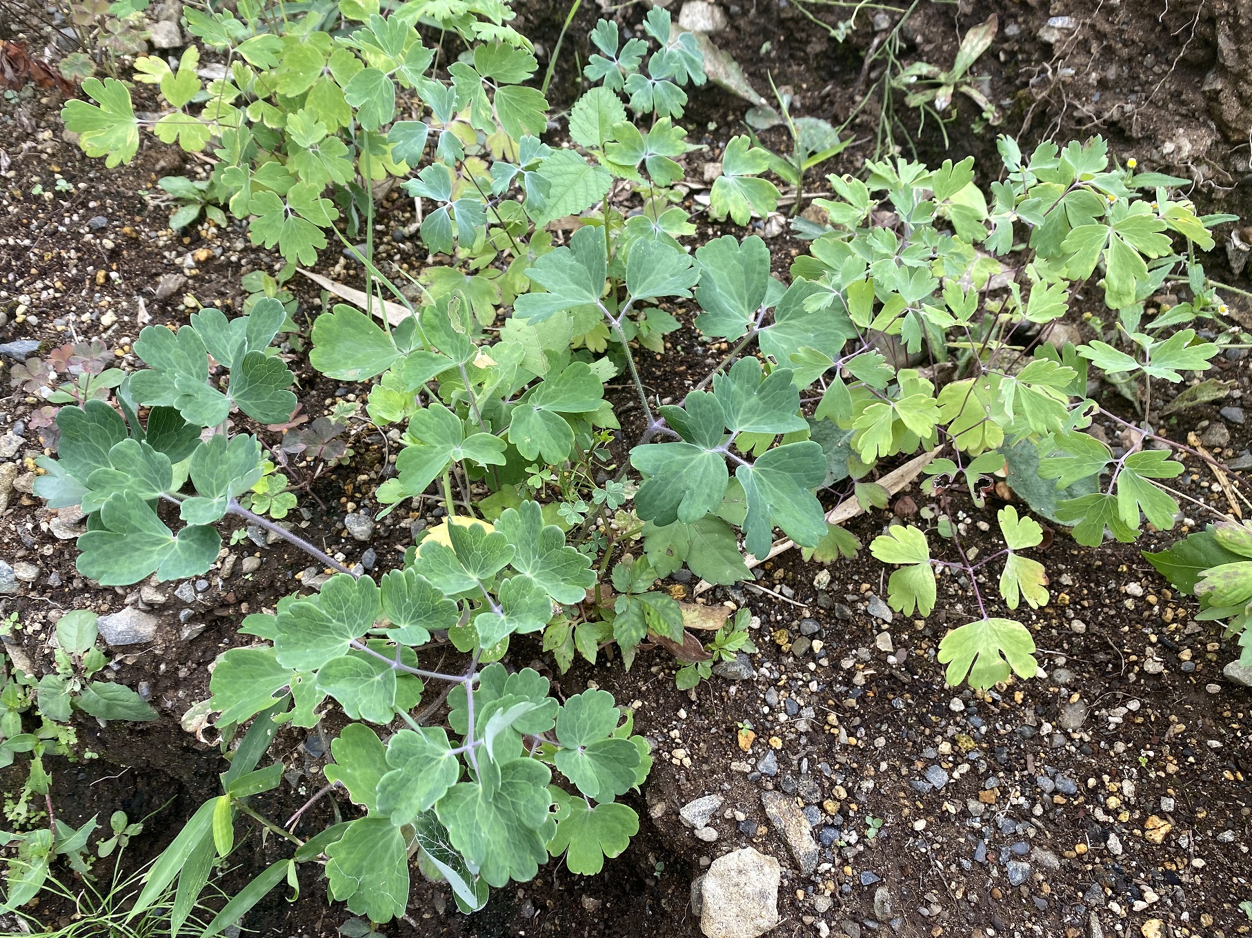 西洋オダマキ　0823