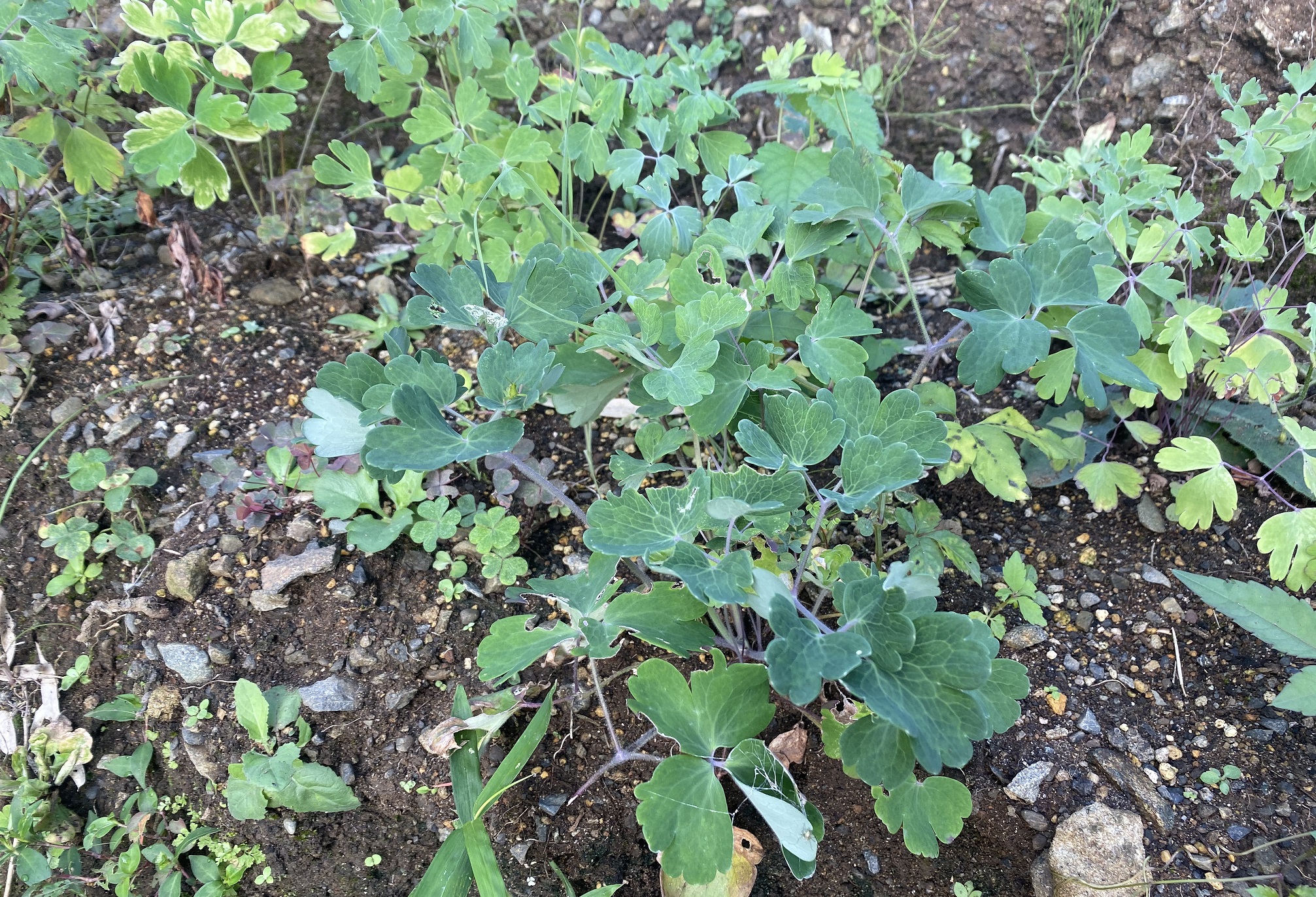 西洋オダマキ　0829