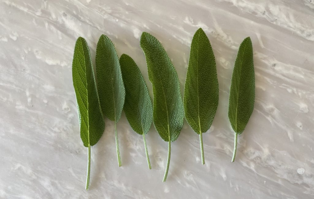 セージ　葉の収穫