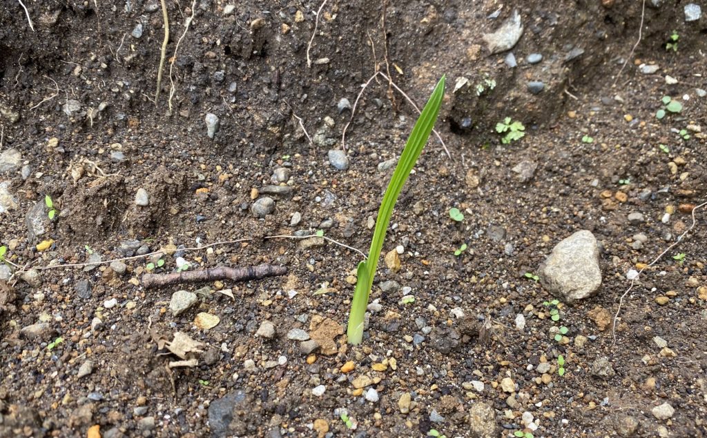 フリージア　発芽02