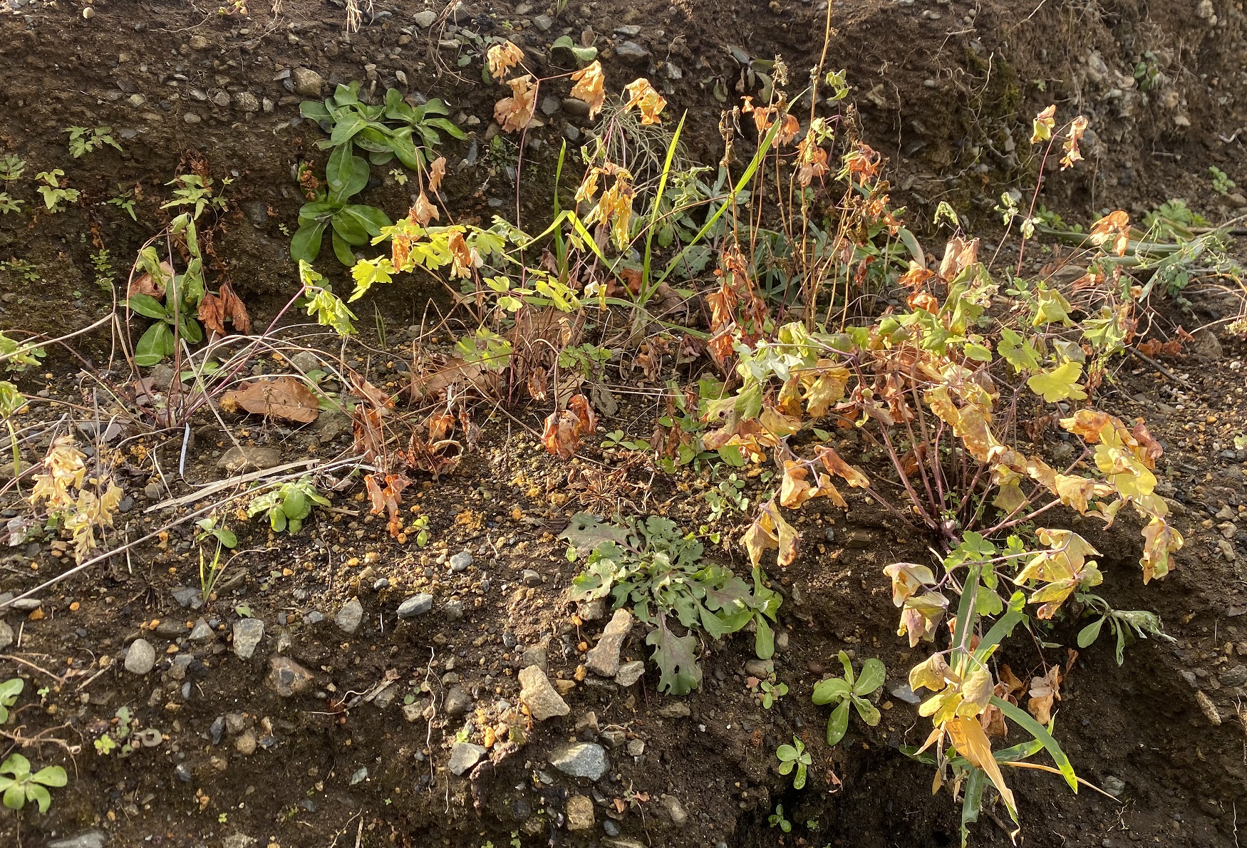 西洋オダマキ　冬に一旦枯れ落ちる