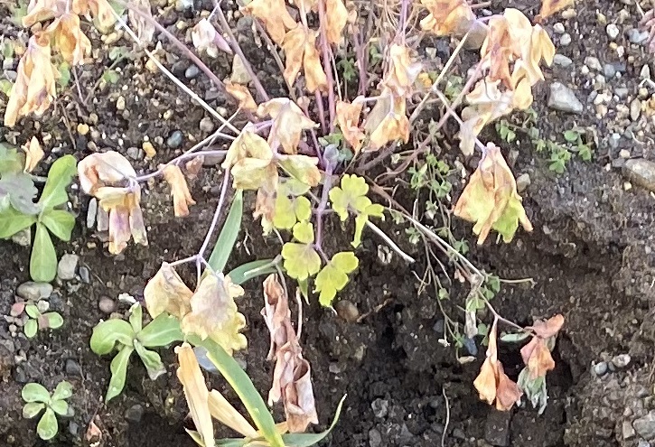 西洋オダマキ　0103