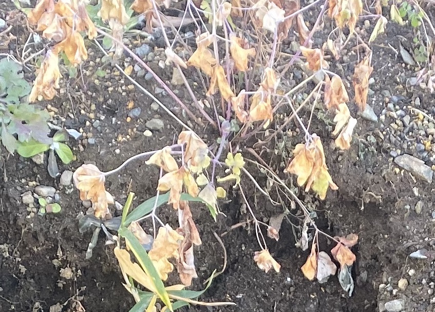 西洋オダマキ　0110